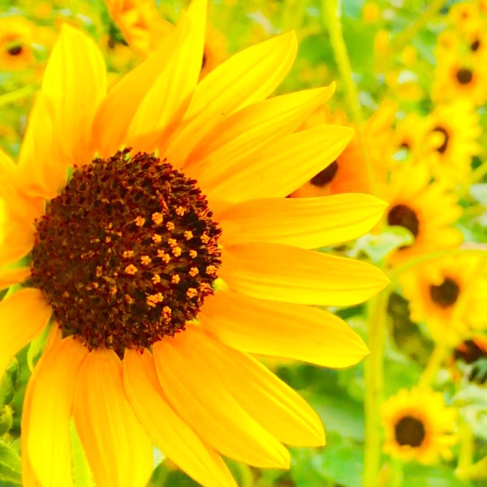 Meet your Posher, Ginger